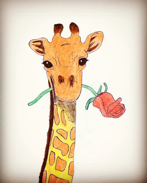 Жираф раскраска для детей