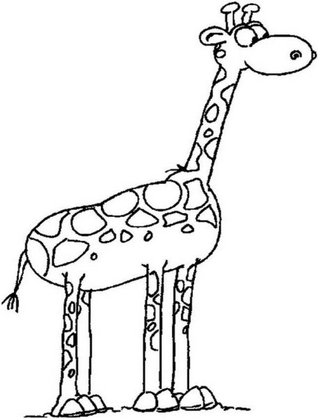 Жираф карандашом