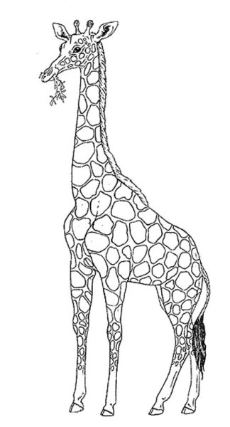 Жираф рисунок карандашом легкий