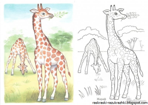 Рисование жирафа поэтапно