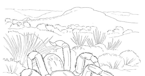 Рисунок пустыни карандашом