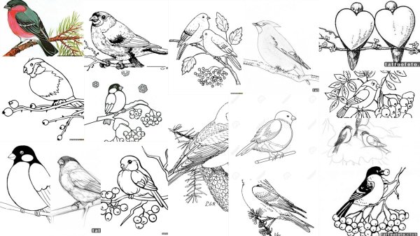 Зарисовки зимних птиц