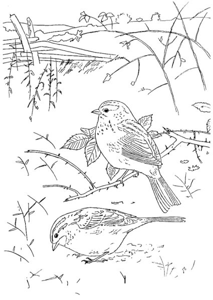 Воробей раскраска