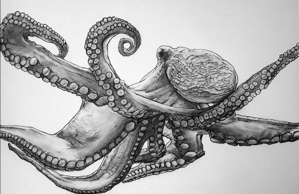 Осьминог карандашом