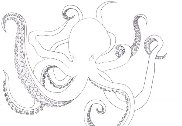 Кракен раскраска