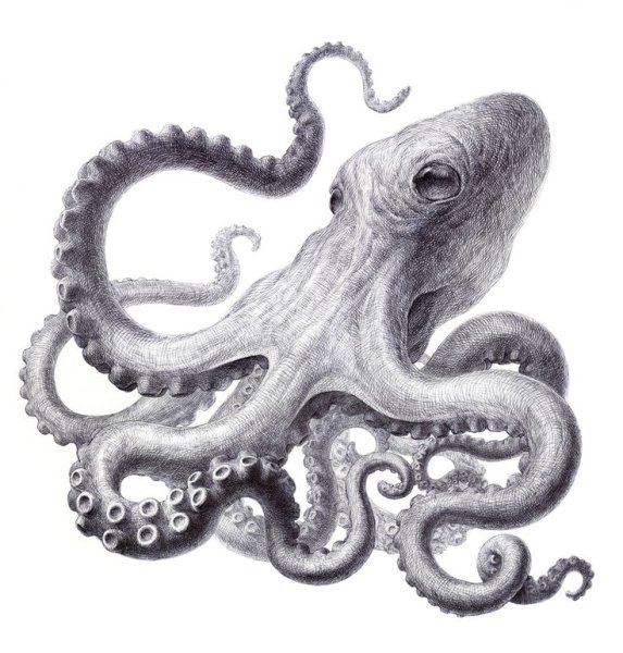 Осьминог карандашом