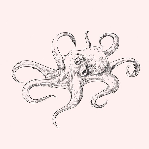Осьминог рисунок реалистичный
