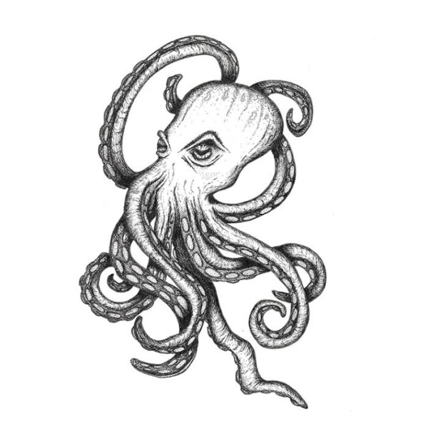 Осьминог для срисовки