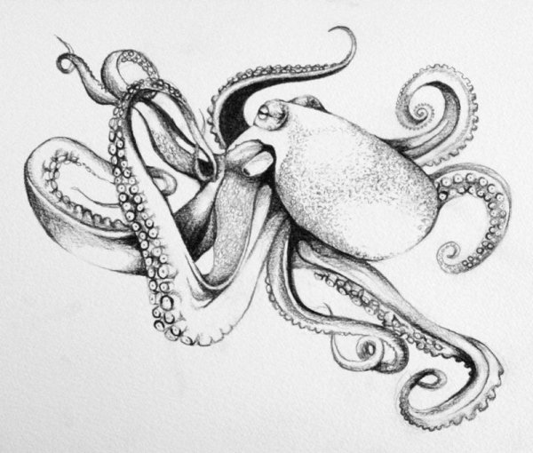 Осьминожка карандашом