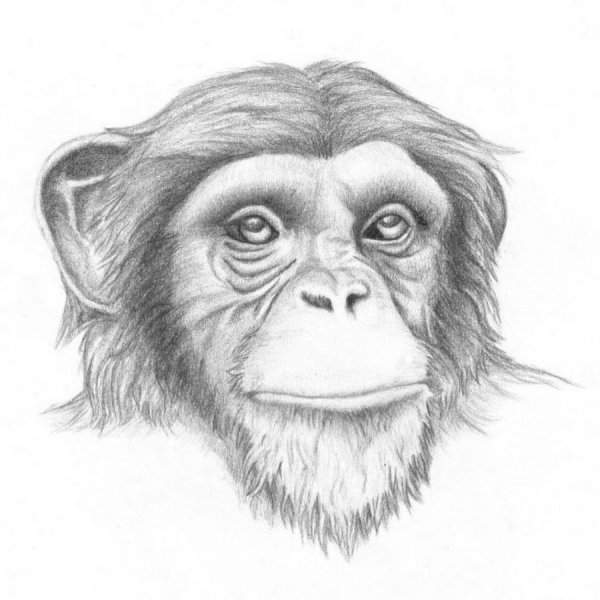 Шимпанзе рисунок для детей раскраска