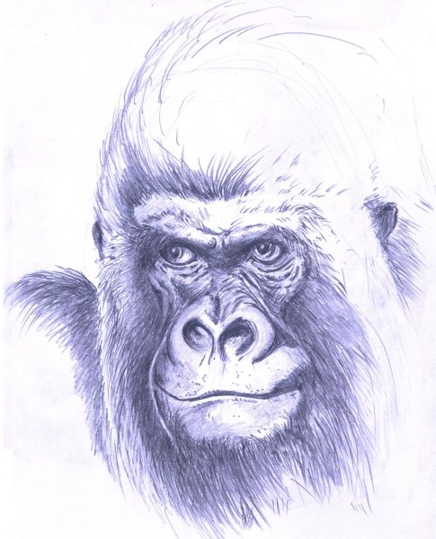Обезьяна цветными карандашами