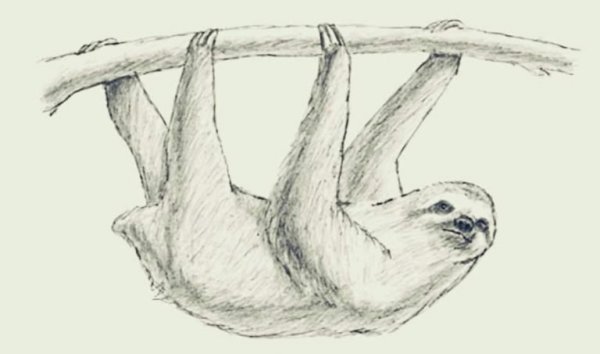 Ленивец рисунок карандашом