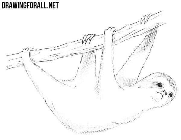 Поэтапное рисование Ленивец