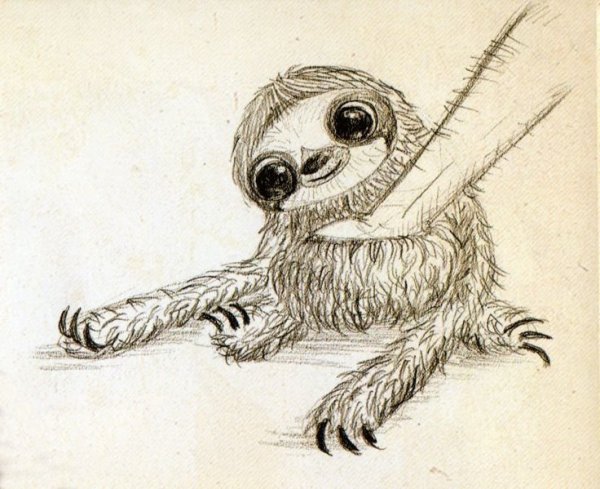 Ленивец карандашом