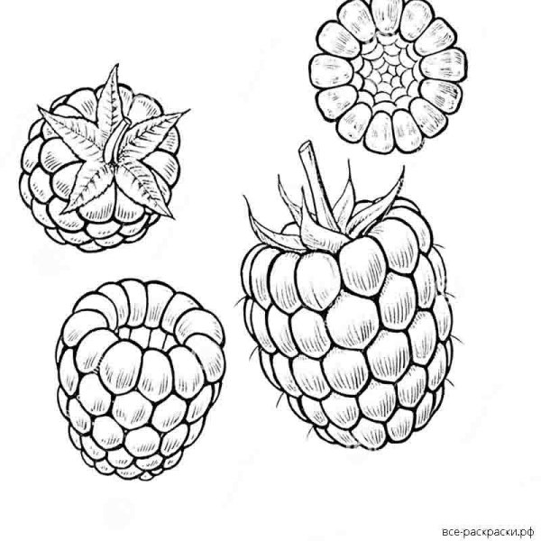 Контур ягоды малины