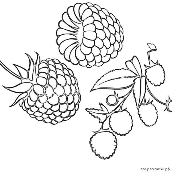 Малина рисунок карандашом