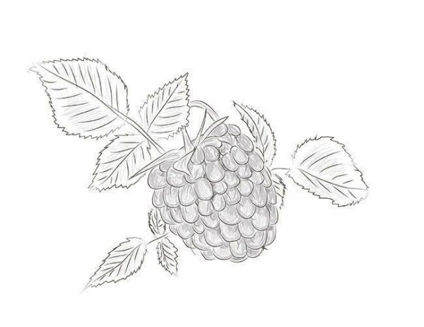 Малина нарисовать