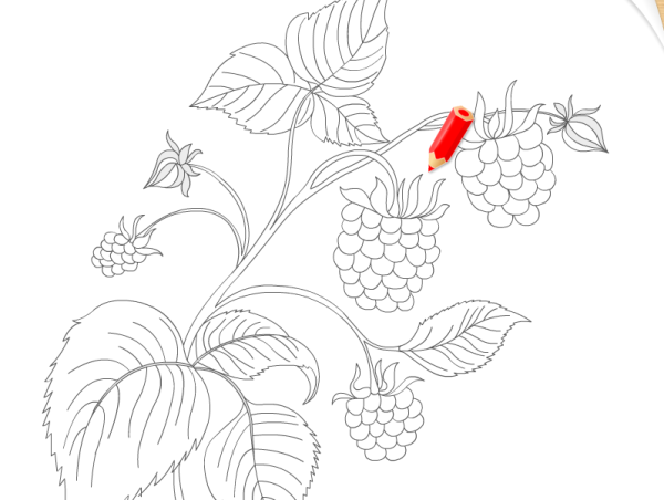 Малина раскраска для детей