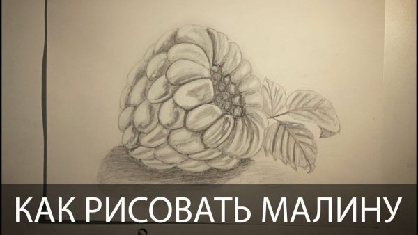 Малина рисунок карандашом
