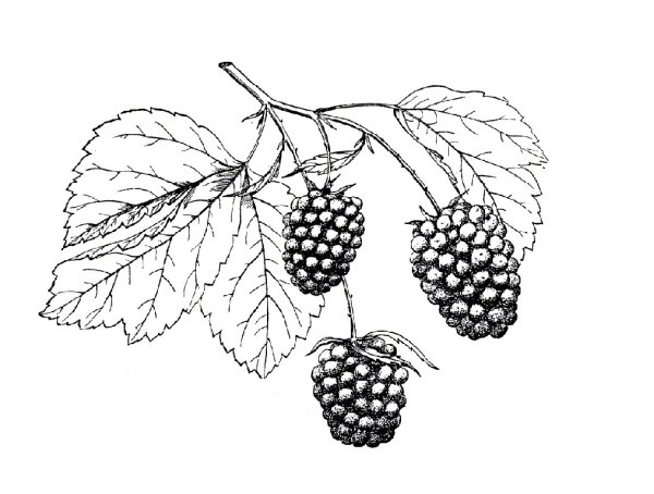 Малина раскраска