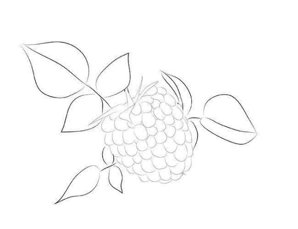 Малина рисунок для детей карандашом