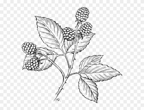 Нарисовать малину поэтапно