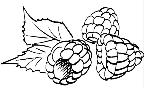 Ягоды гравюра