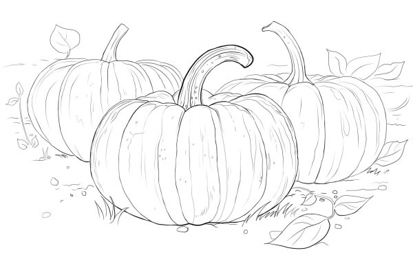 Рисование тыква старшая группа