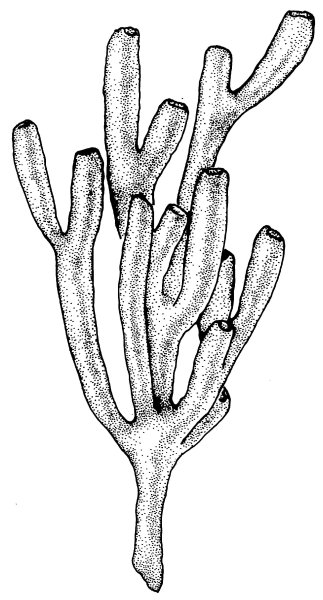 Зарисовки кораллов