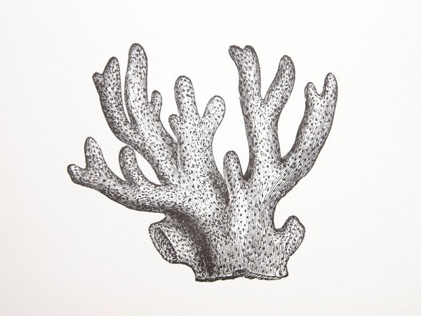 Зарисовки кораллов