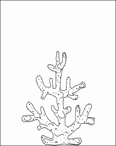 Кораллы раскраска