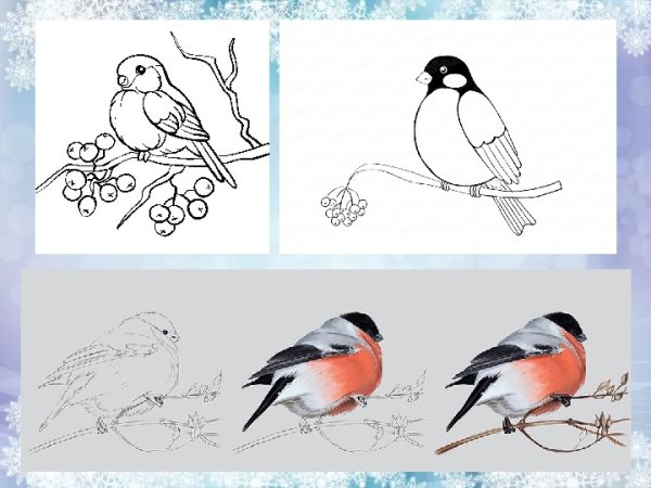 Синичка и Снегирь раскраска