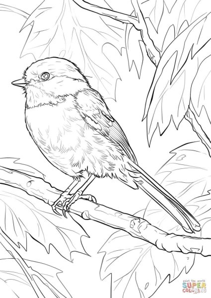 Зимующие птицы раскраска синица