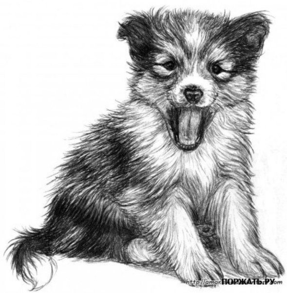 Собака карандашом
