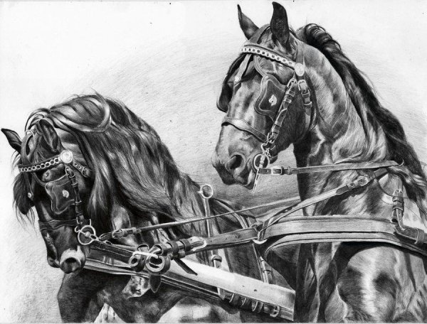 Лошадь в упряжке рисунок