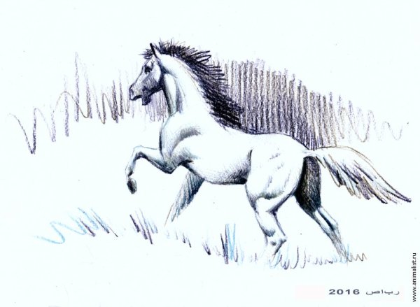 Набросок бегущей лошади