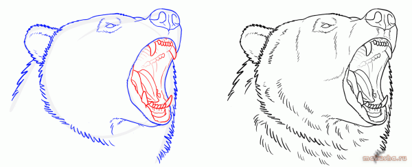 Медведь рисунок карандашом