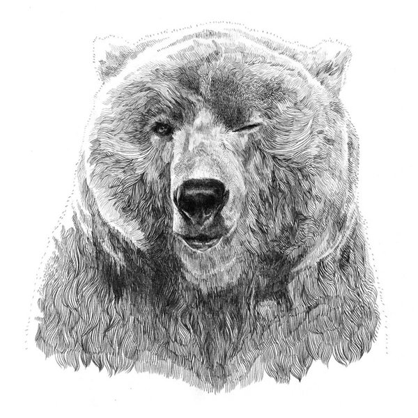 Медведь рисунок