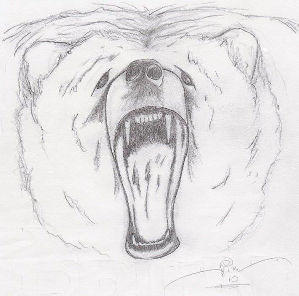 Морда медведя карандашом