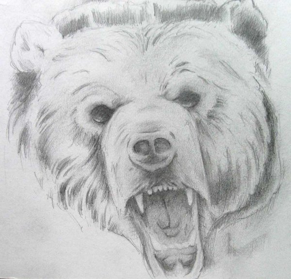 Морда медведя эскиз