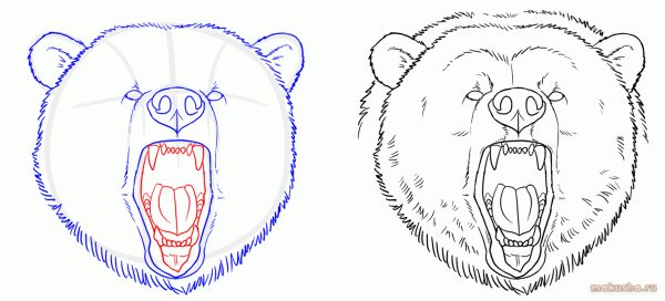 Нарисовать морду медведя