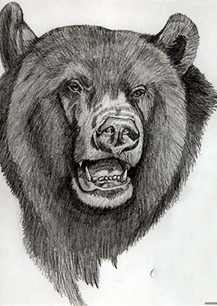 Голова медведя карандашом