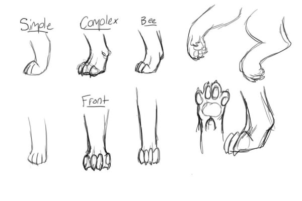 Лапы кошки карандашом