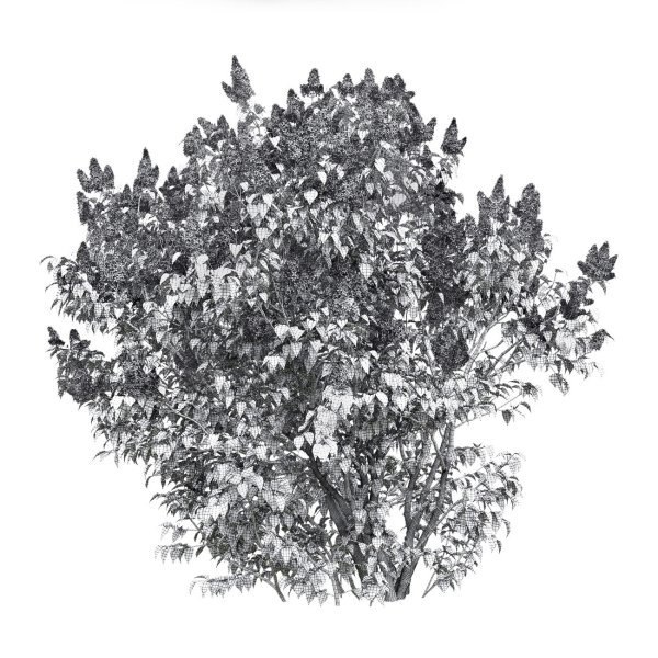 Куст сирени