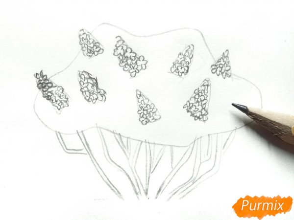 Куст сирени рисунок карандашом