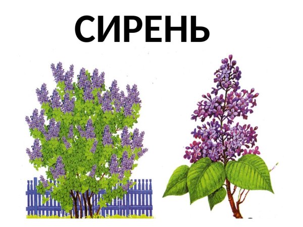 Кустарник карандашом