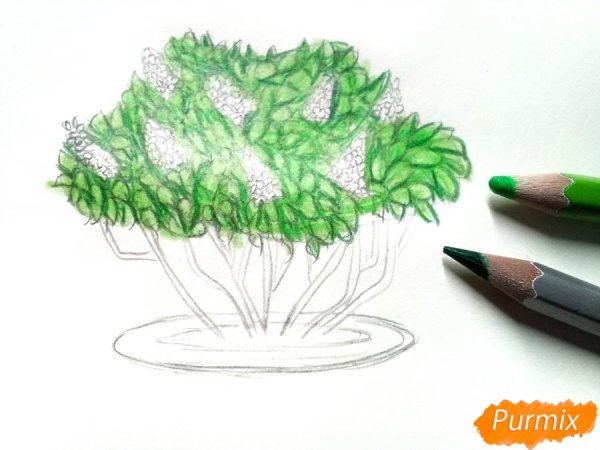 Садовые кусты раскраска для детей