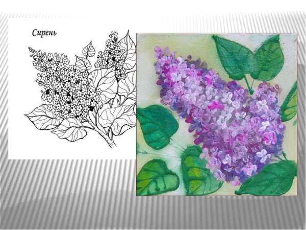 Сирень обыкновенная рисунок кустарника