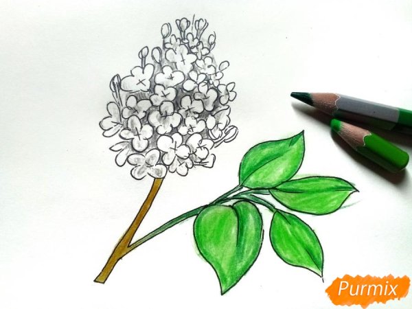 Куст сирени детские рисунки