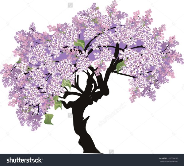 Куст гортензии раскраска